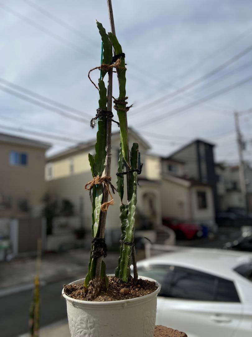 しゅうさん専用‼️ドラゴンフルーツ（コンドル苗）10本