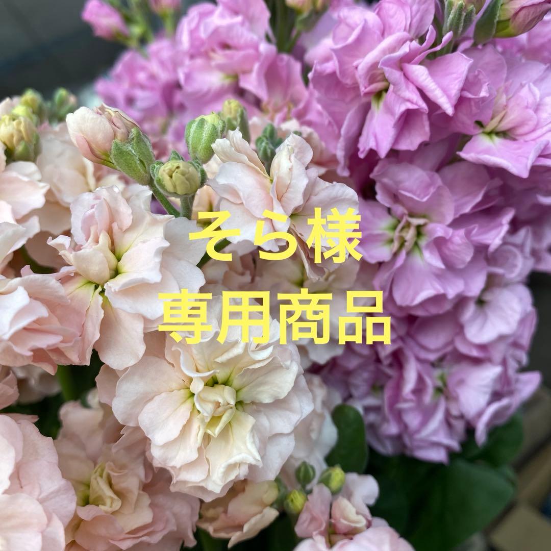 シンビジューム、スプレーストック、一本立ちストック　切花