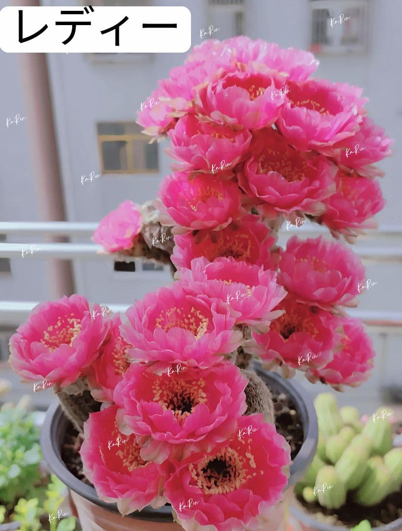 22-レディー 超人気花サボテン ロビビア属 群開花 開花株 カキコ