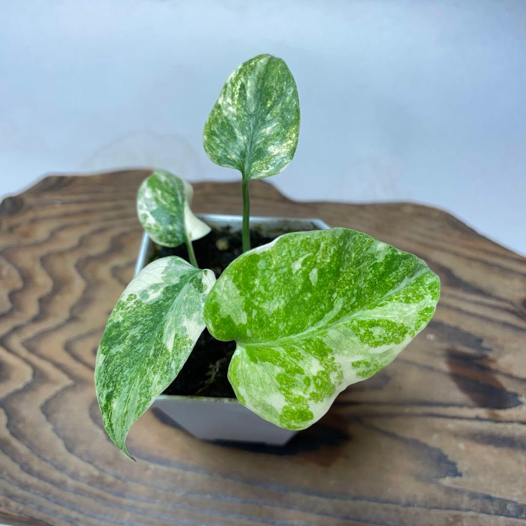 Q65モンステラ デリシオーサ レガシー 斑入り - メルカリ