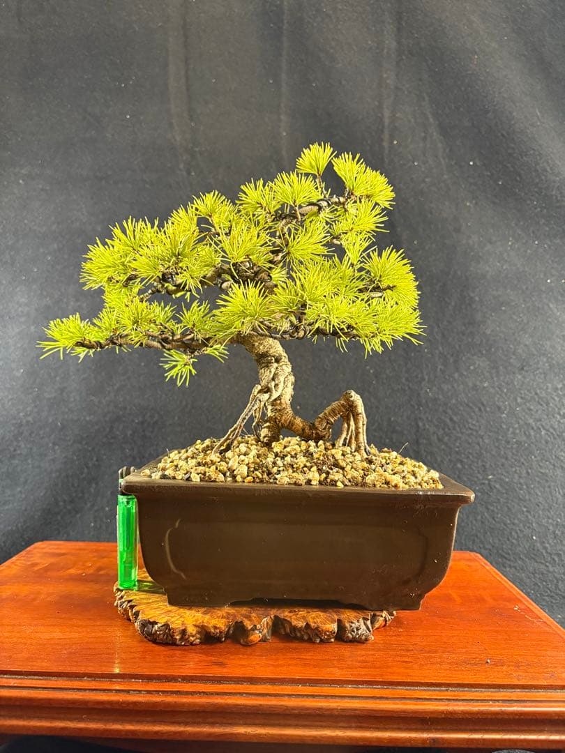 貴風盆栽、赤石五葉松、根上がり、模様木 目立った傷や汚れなし