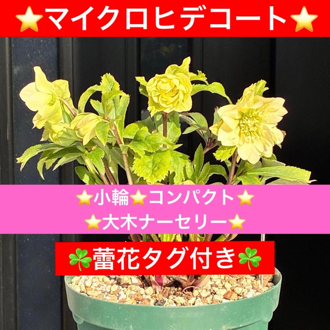 ま*️様 3486☘️蕾花タグ付き☘️⭐️マイクロヒデコート⭐️小輪⭐️コンパク