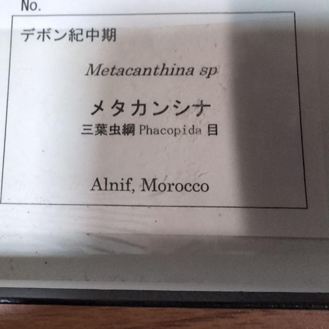 本物 デボン紀中期 三葉虫綱目 メタカンシナSP 化石 モロッコ - メルカリ
