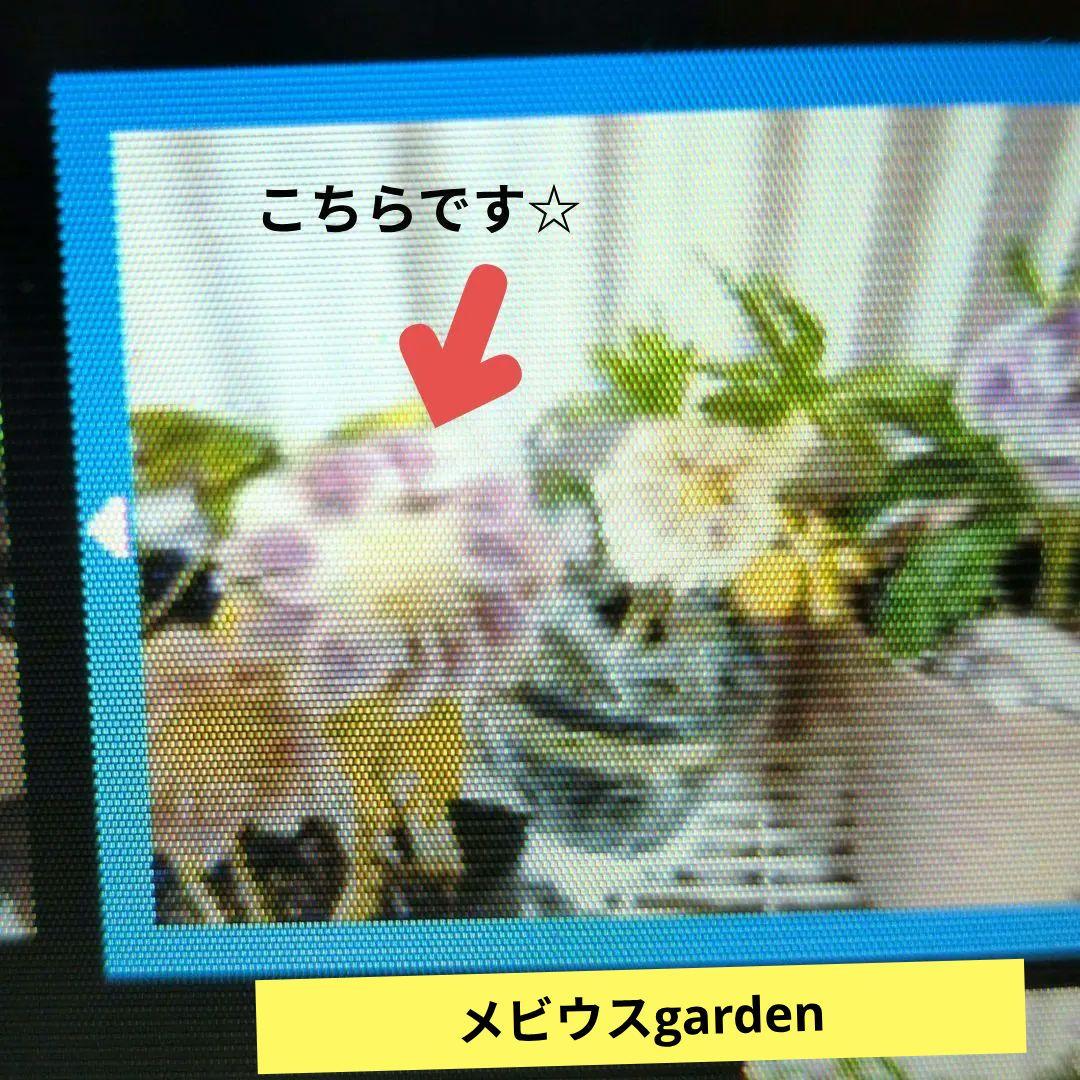 【清〇様】プリマヴェーラゴールドグラデクリスマスローズ苗 お買い得一点物咲き進み株】加藤農園 クリスマスローズ グラデーション