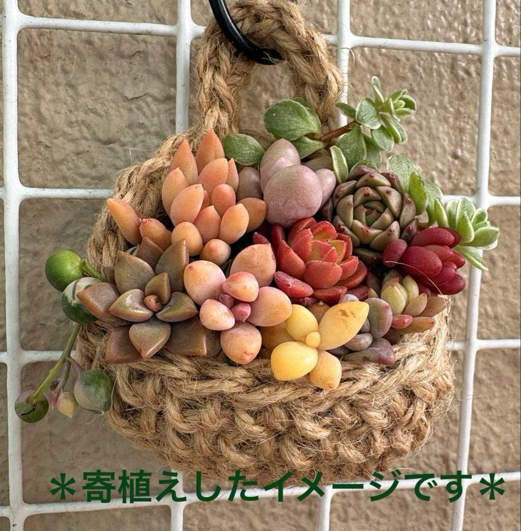 多肉植物 麻かご カット苗詰め合せ 寄せ植セット 匿名配送 - メルカリ