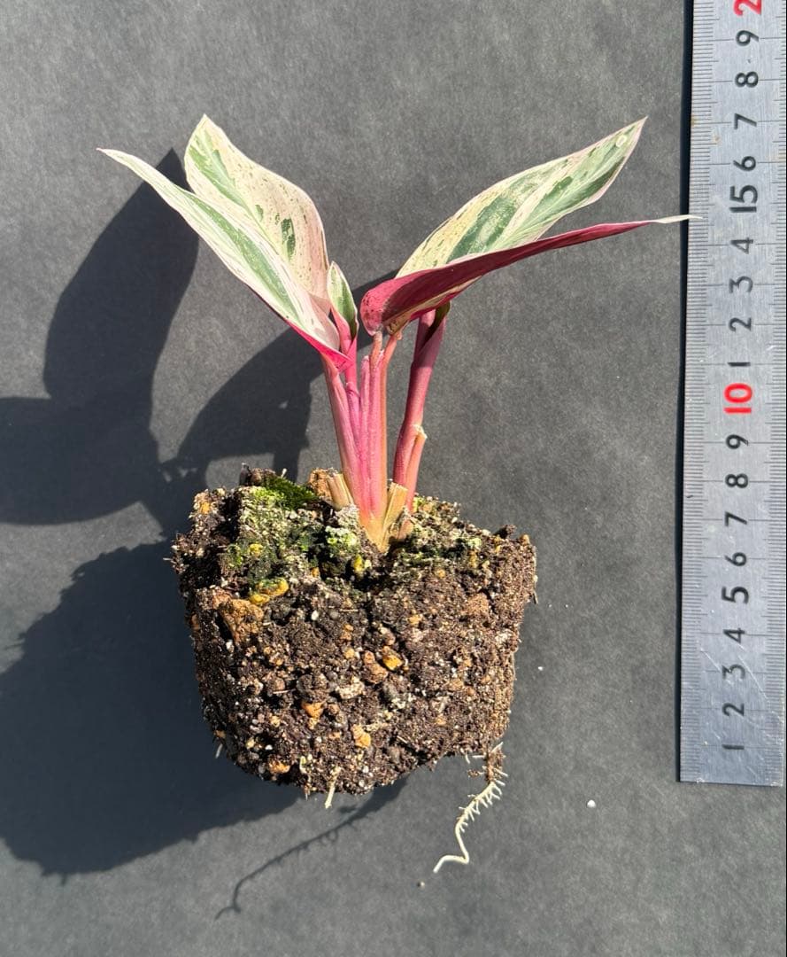 み*吉様 【美苗】激レア　ストロマンテ　トリオスター　斑入り　ゴマ斑　　抜き苗