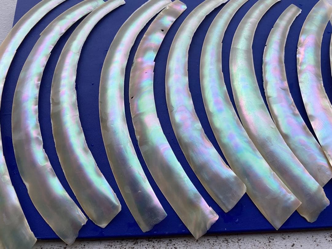 夜光貝　まとめてセット