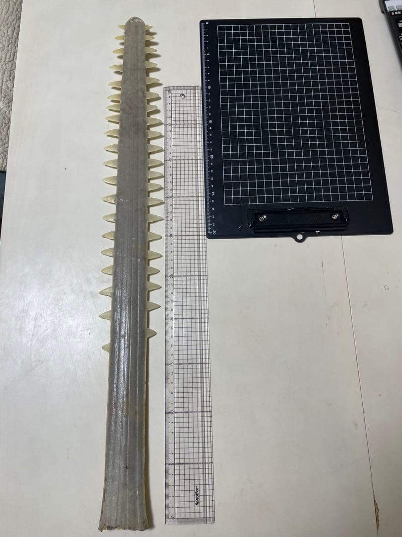 ノコギリザメの歯　標本 kaiyokobo_sc-2147