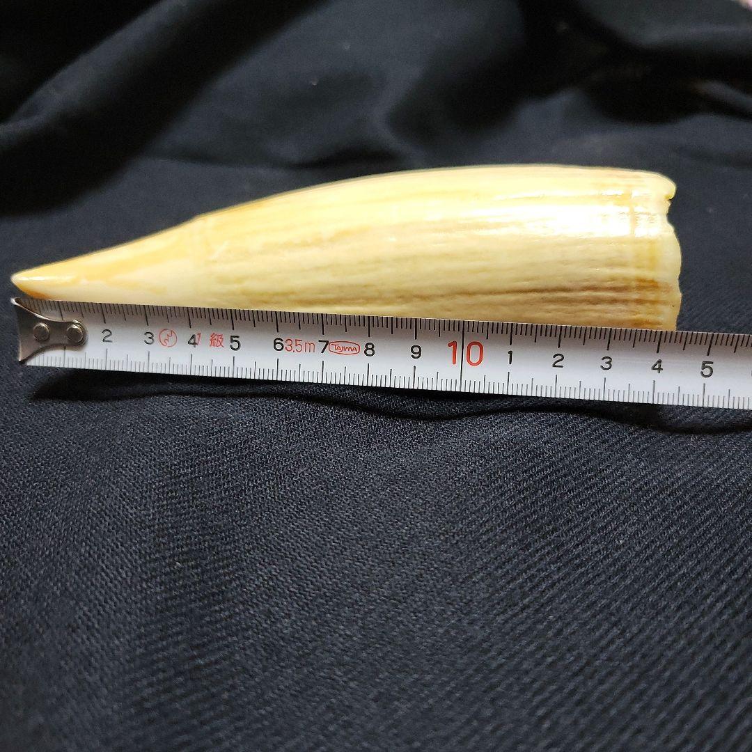 ☆　マッコウクジラ　鯨牙292.6g天然素材　印材　鯨牙　鯨歯 マッコウクジラ歯原材料（各左右マッコウ鯨牙の原材料）