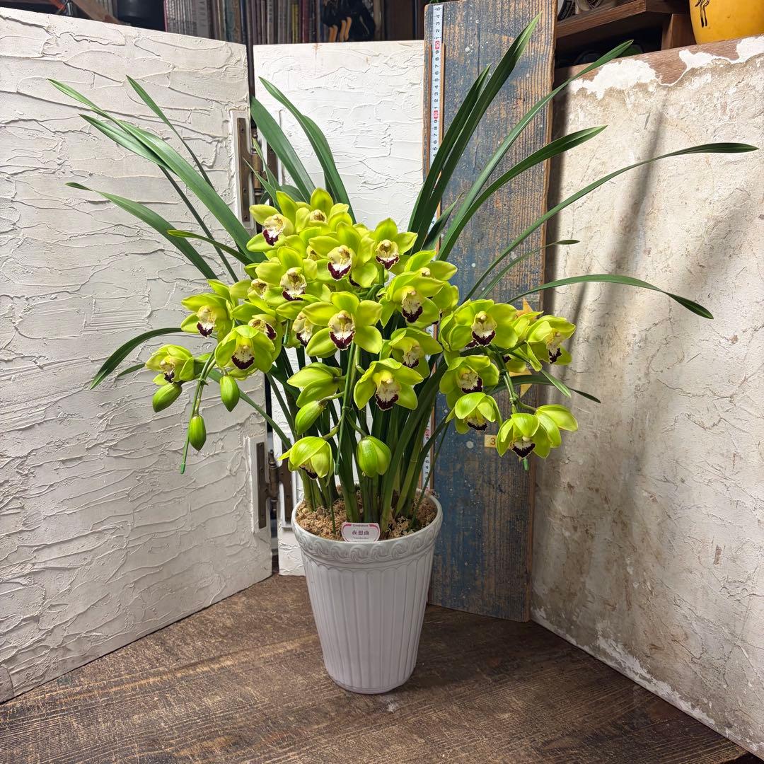 ペ*コ様 【特選】　洋蘭　シンビジューム　7寸4本立ち 陶器鉢