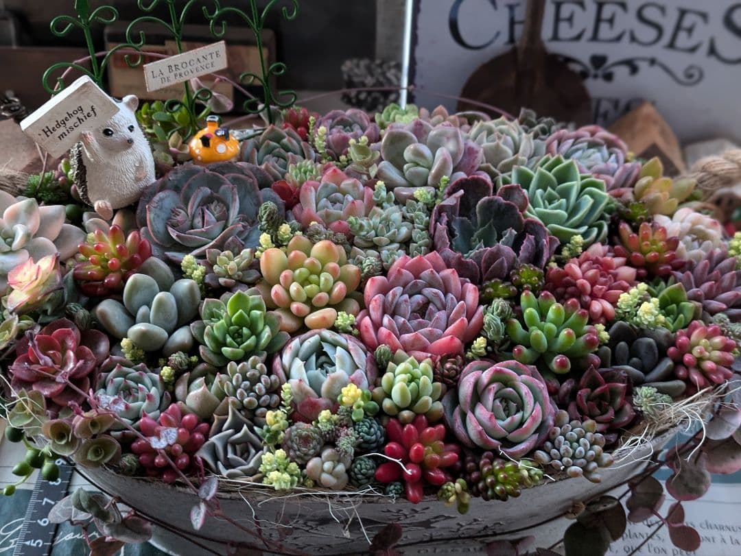 多肉植物 そのまま飾れる大きな寄せ植え❁⃘*.゜ハリネズミさんの箱庭❁⃘*.゜