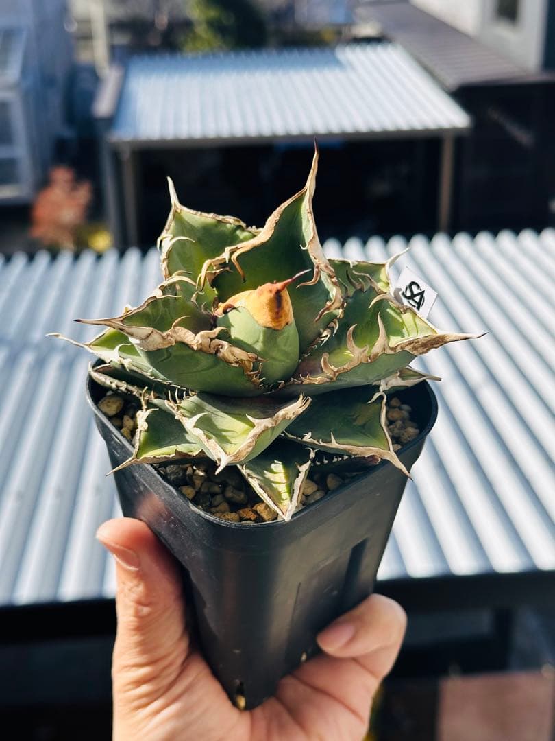 上澳園芸　アガベ shangao-005 車手（レーサー） LED管理株　現品 588【上澳園芸】アガベ shangao-005 車手（レーサー） LED管理株