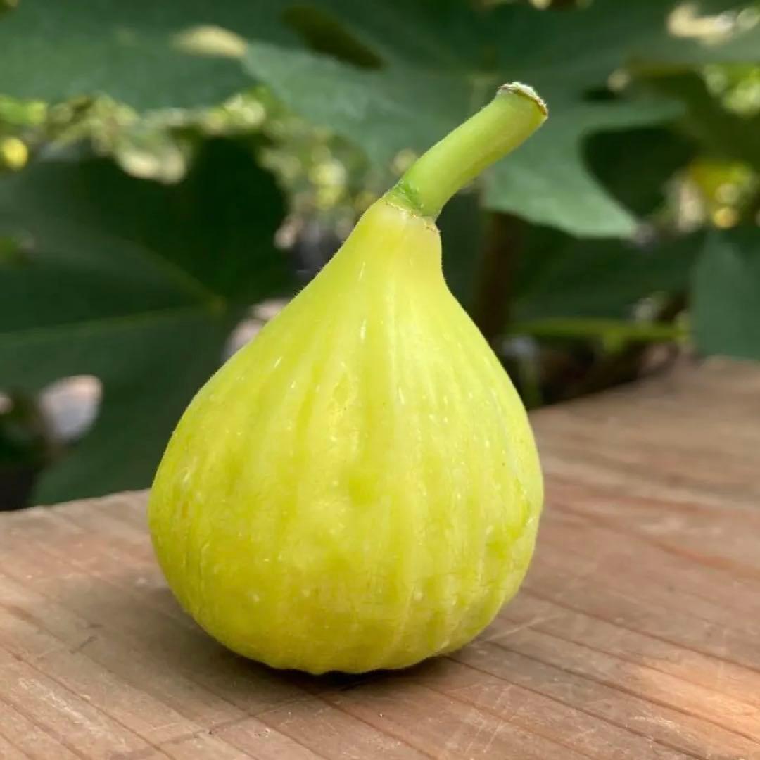 Lameth (FDM) 穂木 イチジク - メルカリ