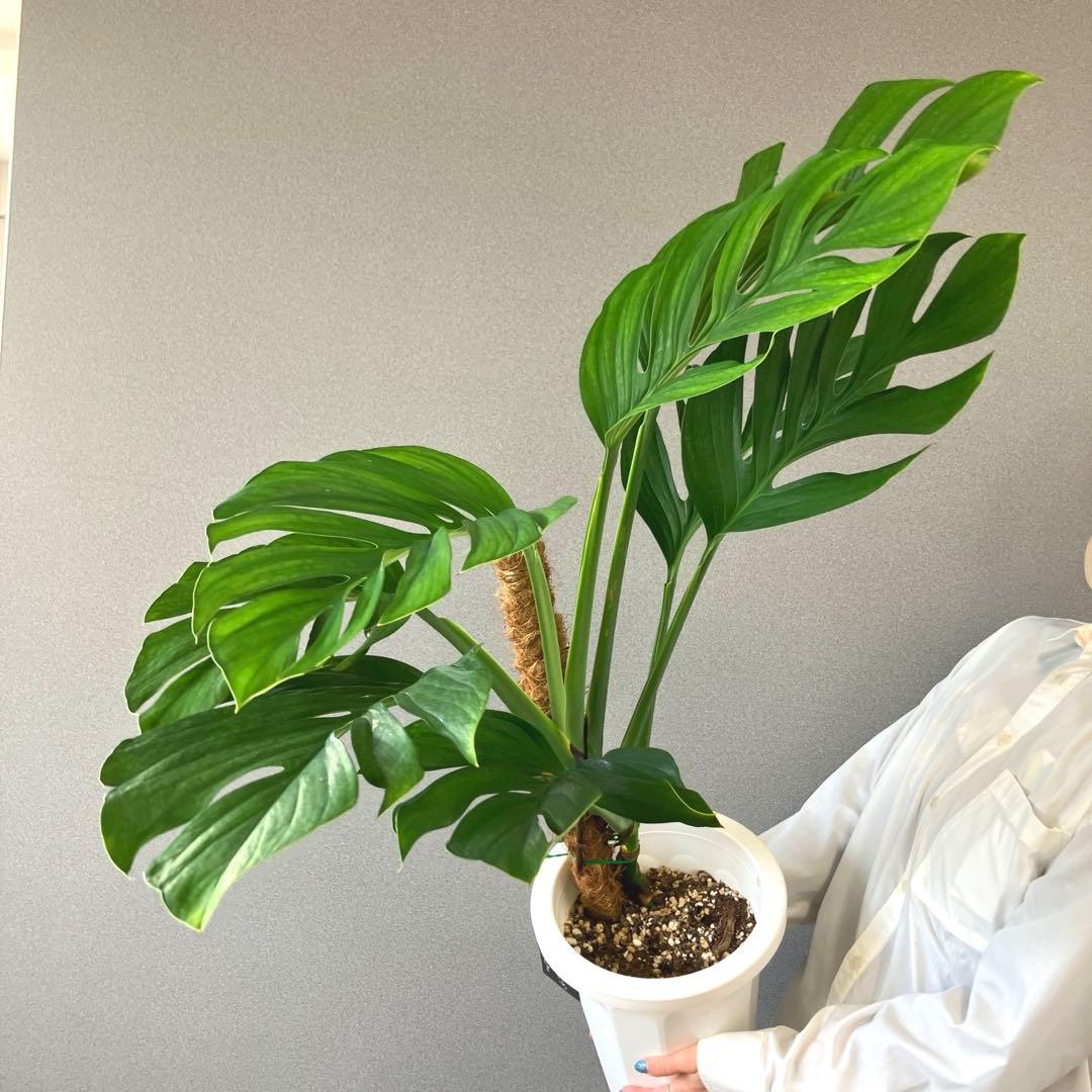 超希少❗️モンステラ　ジェイドウィング✨