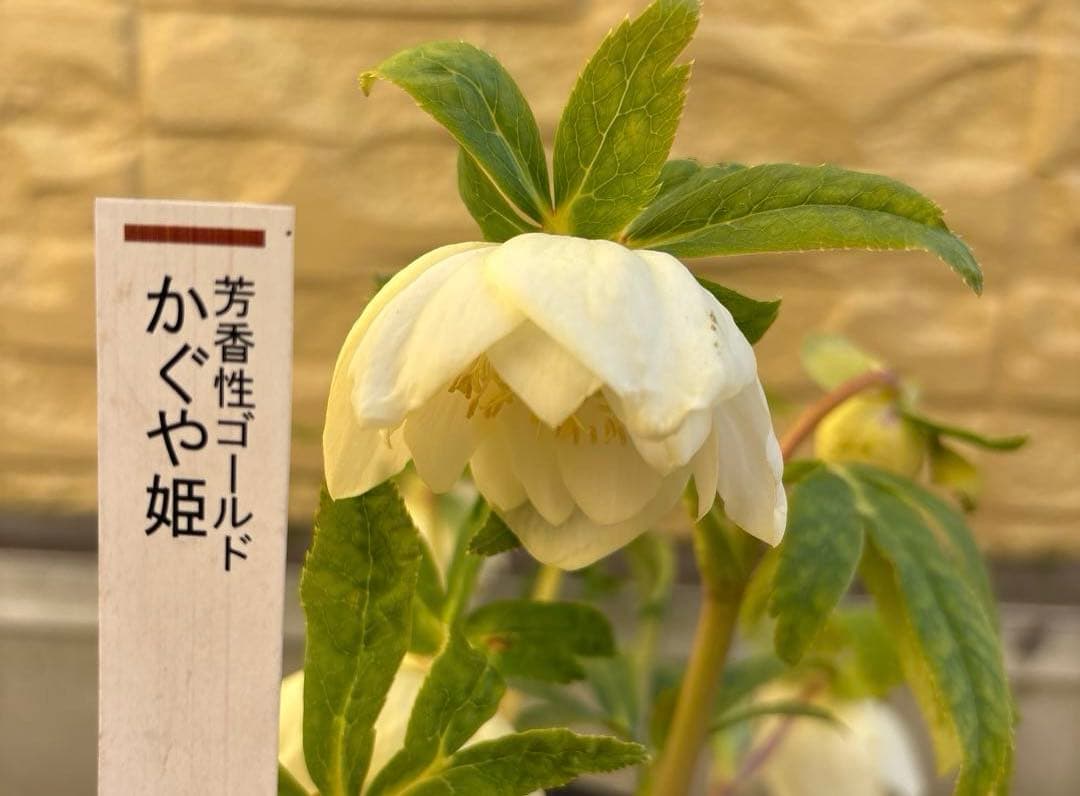 バ*カ様 加藤農園　認定かぐや姫　芳香性ホワイトゴールド開花株　匿名発送　現品