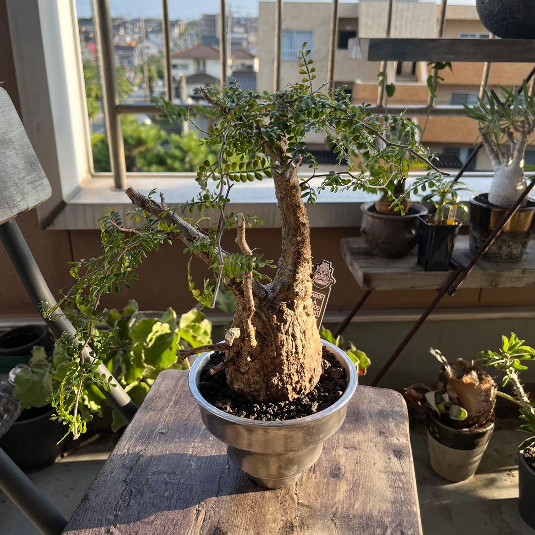 bon25さん専用　オペルクリカリア　パキプス