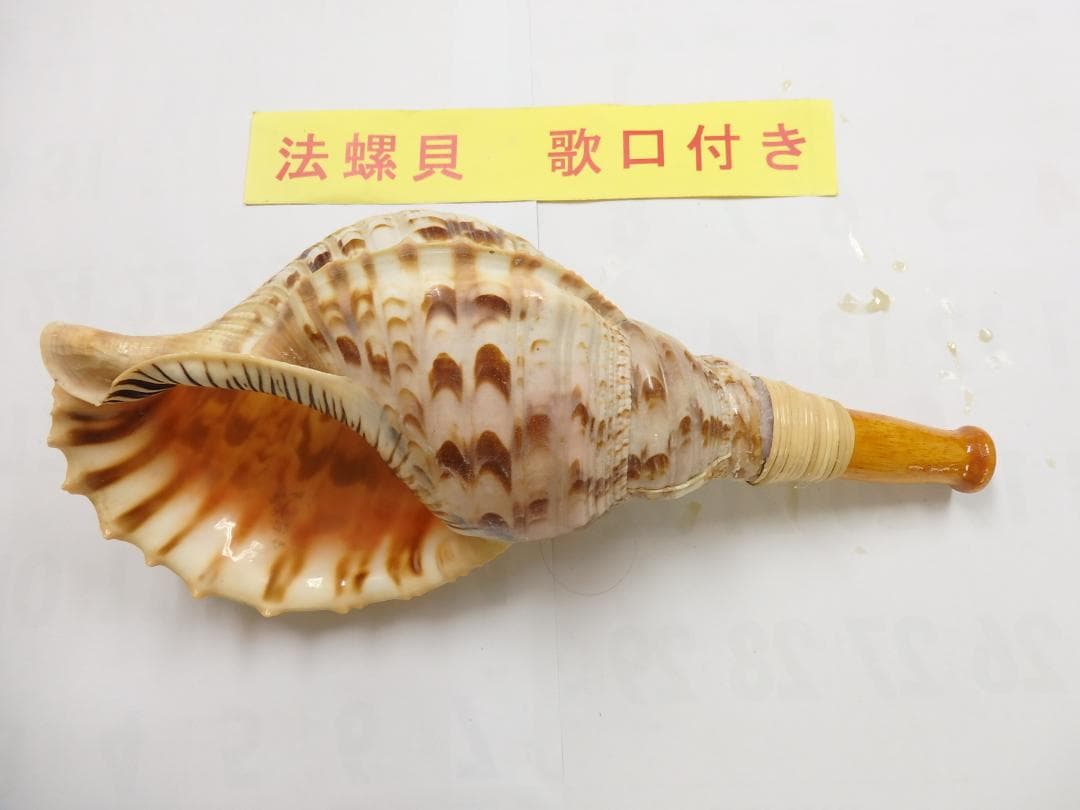 法螺貝 約37㎝ 木製歌口,新品 MH-459
