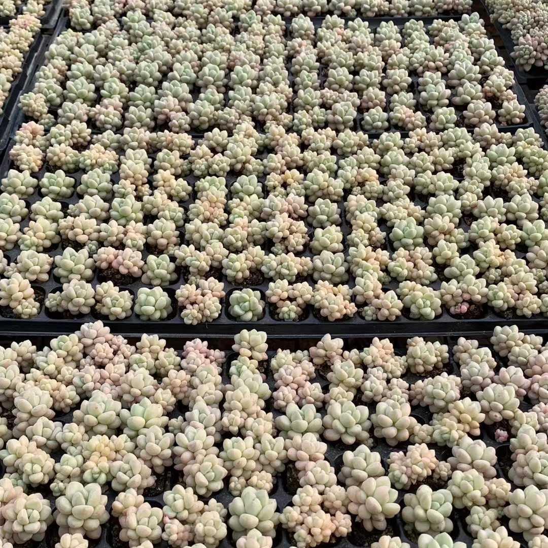 Top【選抜株】多肉植物 25413バブルガム105個 プラグトレー苗 - メルカリ