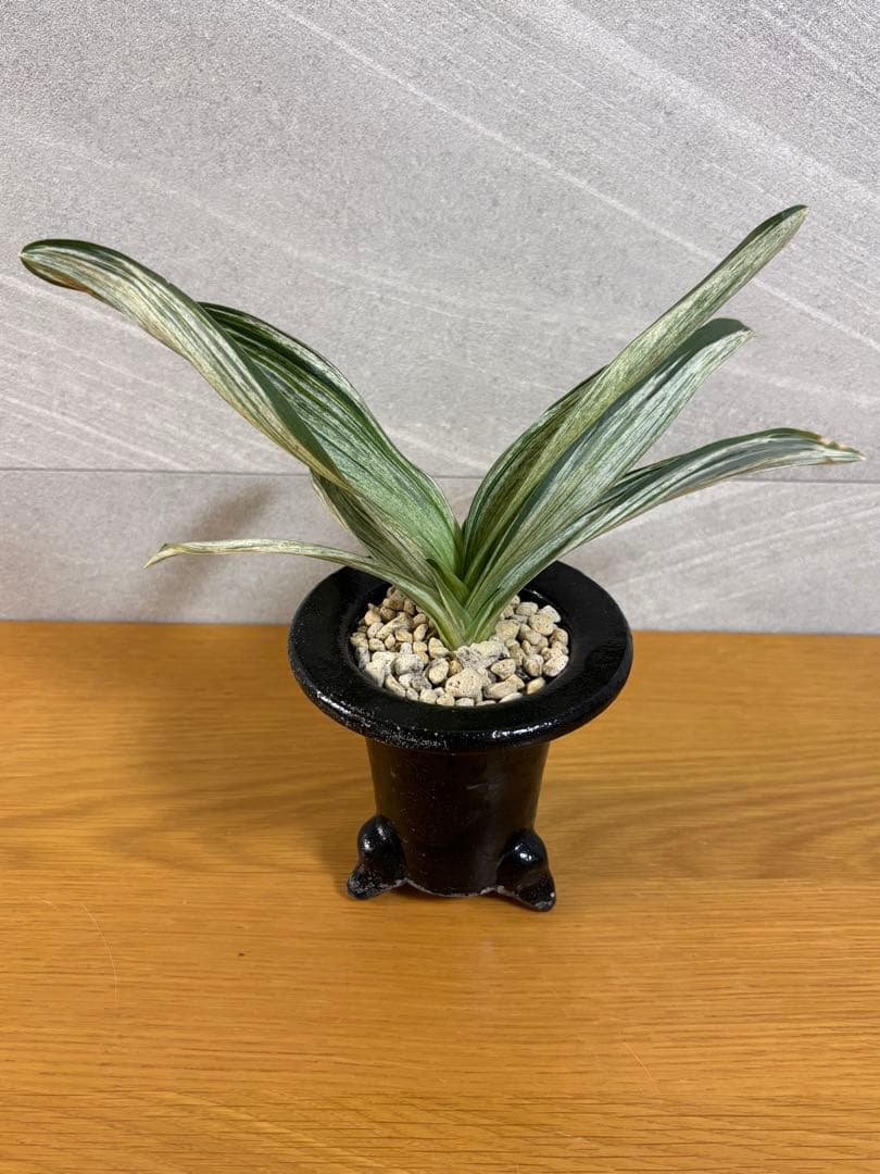 万年青　千代田の松　薄葉系　銘鑑金文字 現品お届け】豊明園 万年青 オモト 千代田の松 陶器鉢（O33）｜観葉10