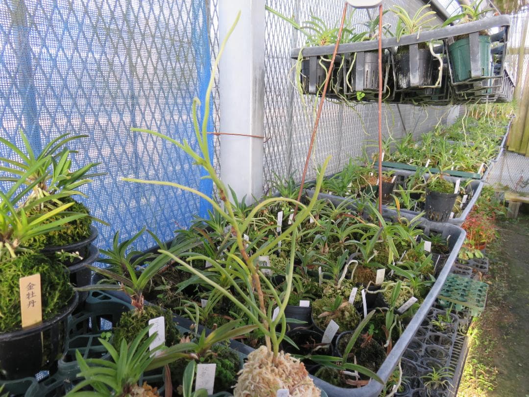 ボウラン（白翠）