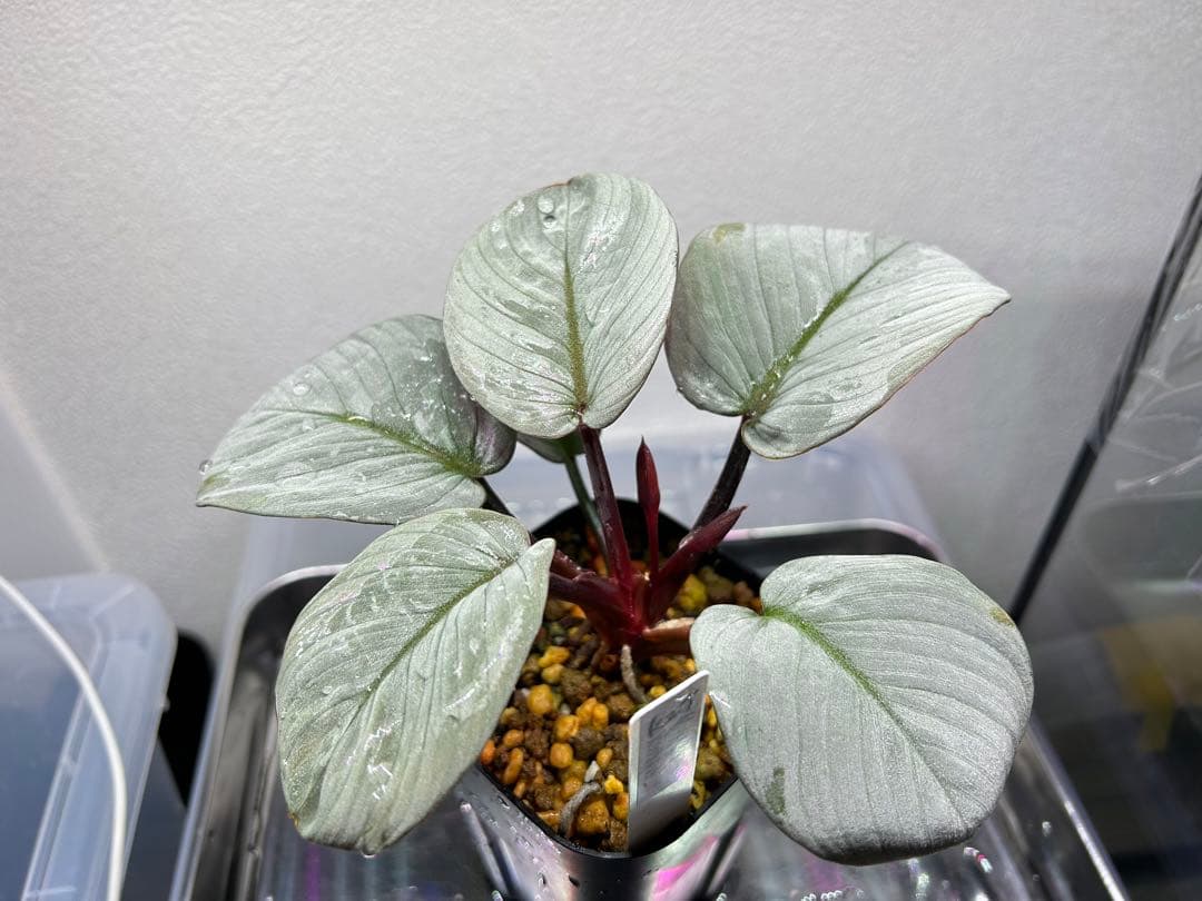 Homalomena sp. '月輪' Sumatera utara ホマロメナ - メルカリ