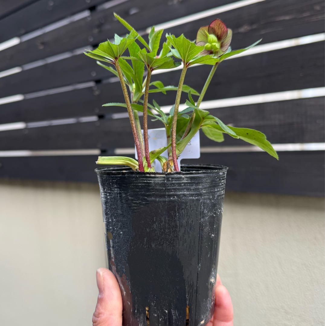 発送お任せ❣️□横山園芸 ベビードール□株分け クリスマスローズ