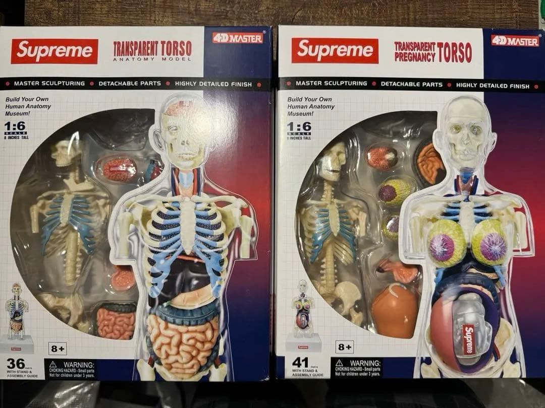 【特価】新品Supreme Female Anatomy Model人体模型