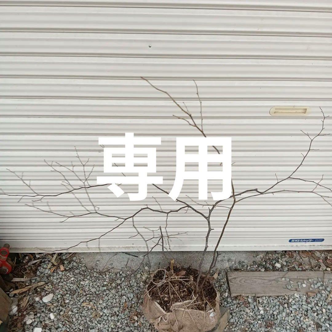 ナツハゼ　3本立ち　山採り 楽天市場】【現品】山採り【ナツハゼ】夏櫨 本株立ち 自然風樹形 樹高H