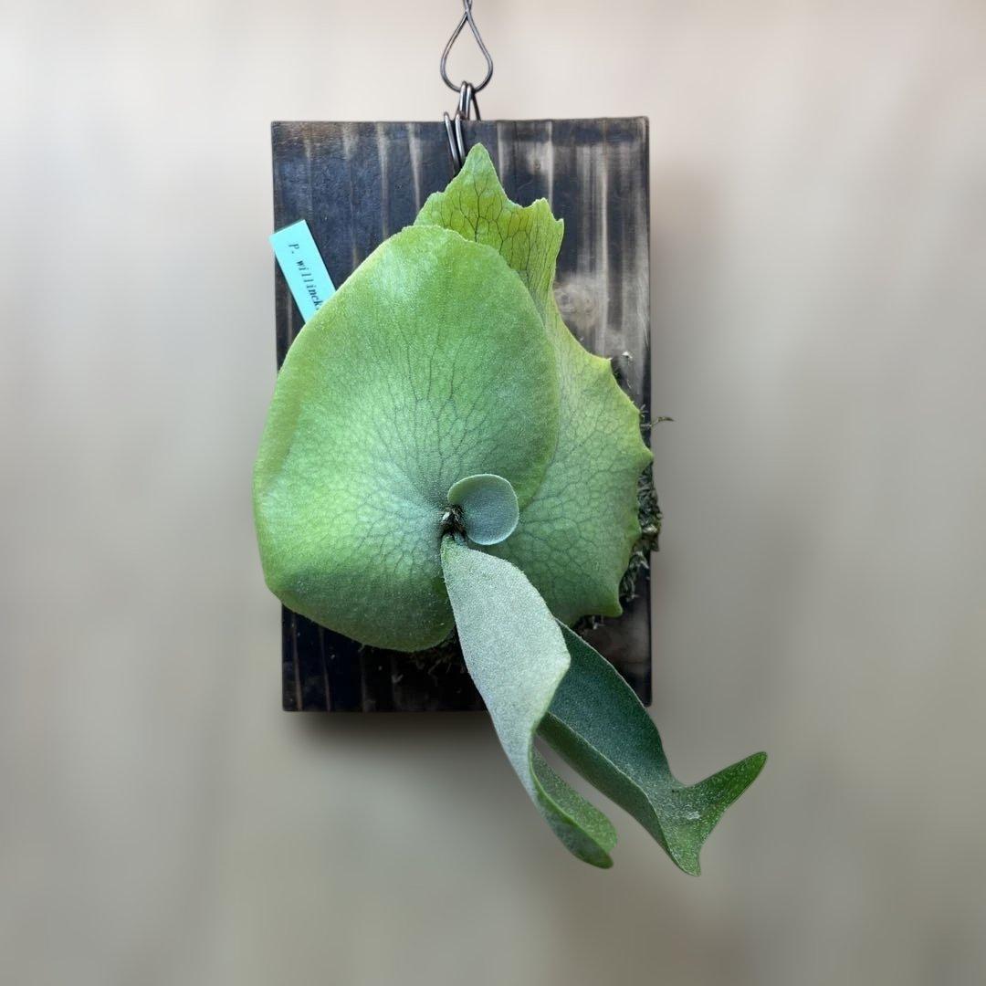 P.willinckii ILF spore - メルカリ