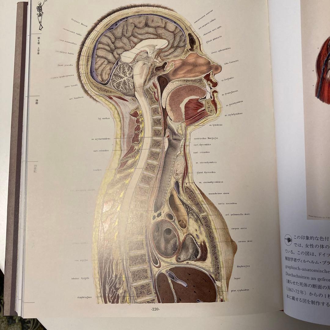 世界の人体解剖図集 美しく不可思議な人体解剖学の芸術 - メルカリ