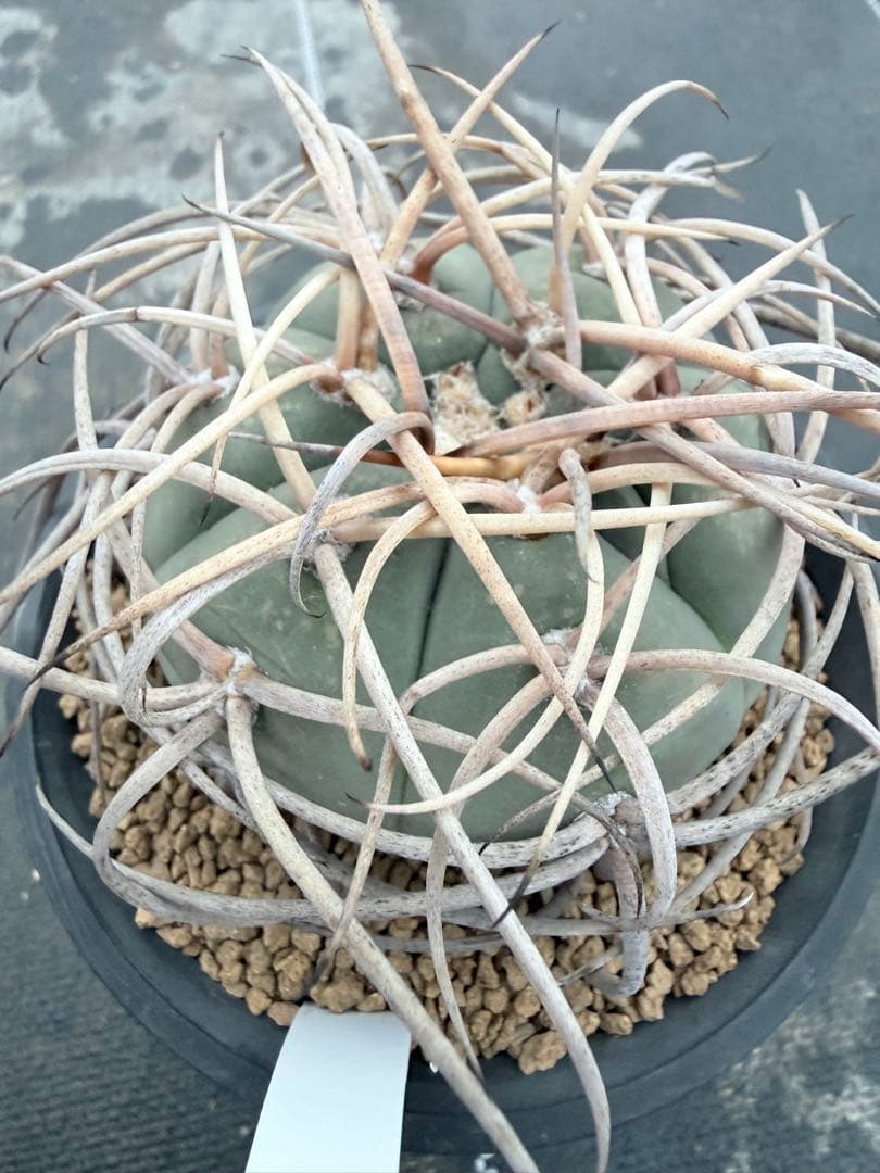 ギムノカリキウム　光琳玉　サボテン　魔天竜　天平丸　フェロシオール サボテン：ギムノカリキウム ハーゲ天平丸*幅7.5cm 現品！一品限り