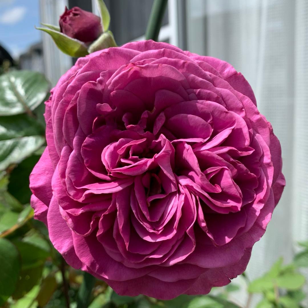 ⭐️ ご購入前にコメントをお願いします 53 バラ苗 バラ挿し木苗 赤紫