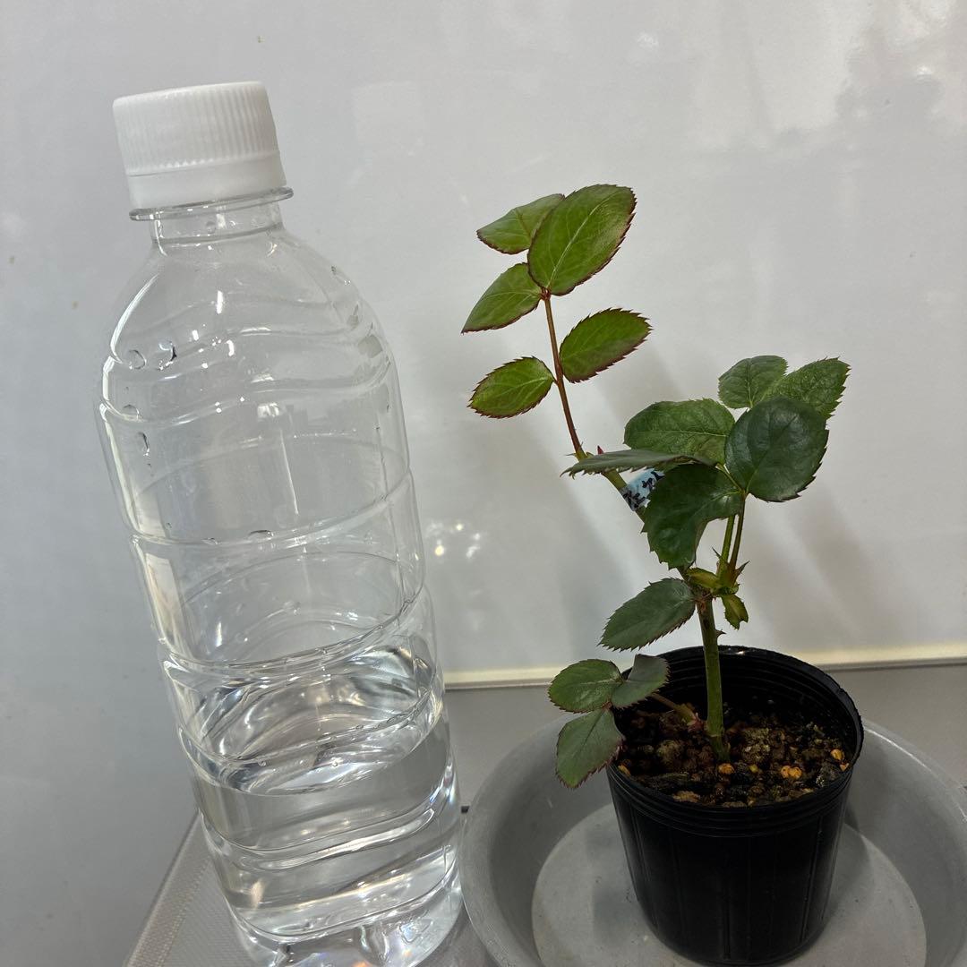 ⭐️ ご購入前にコメントをお願いします 53 バラ苗 バラ挿し木苗 赤紫