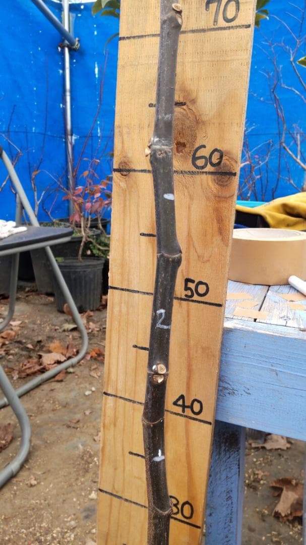 イチジク ブラックマデイラ 8号鉢植えと穂木4本 №1