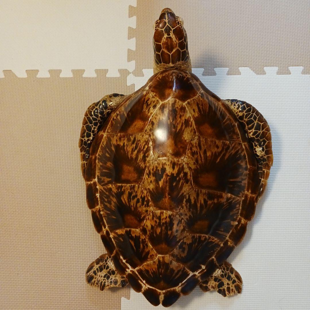 カメの剥製 オブジェ 壁掛け - メルカリ