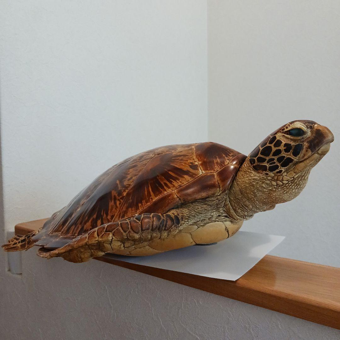 カメの剥製 オブジェ 壁掛け - メルカリ
