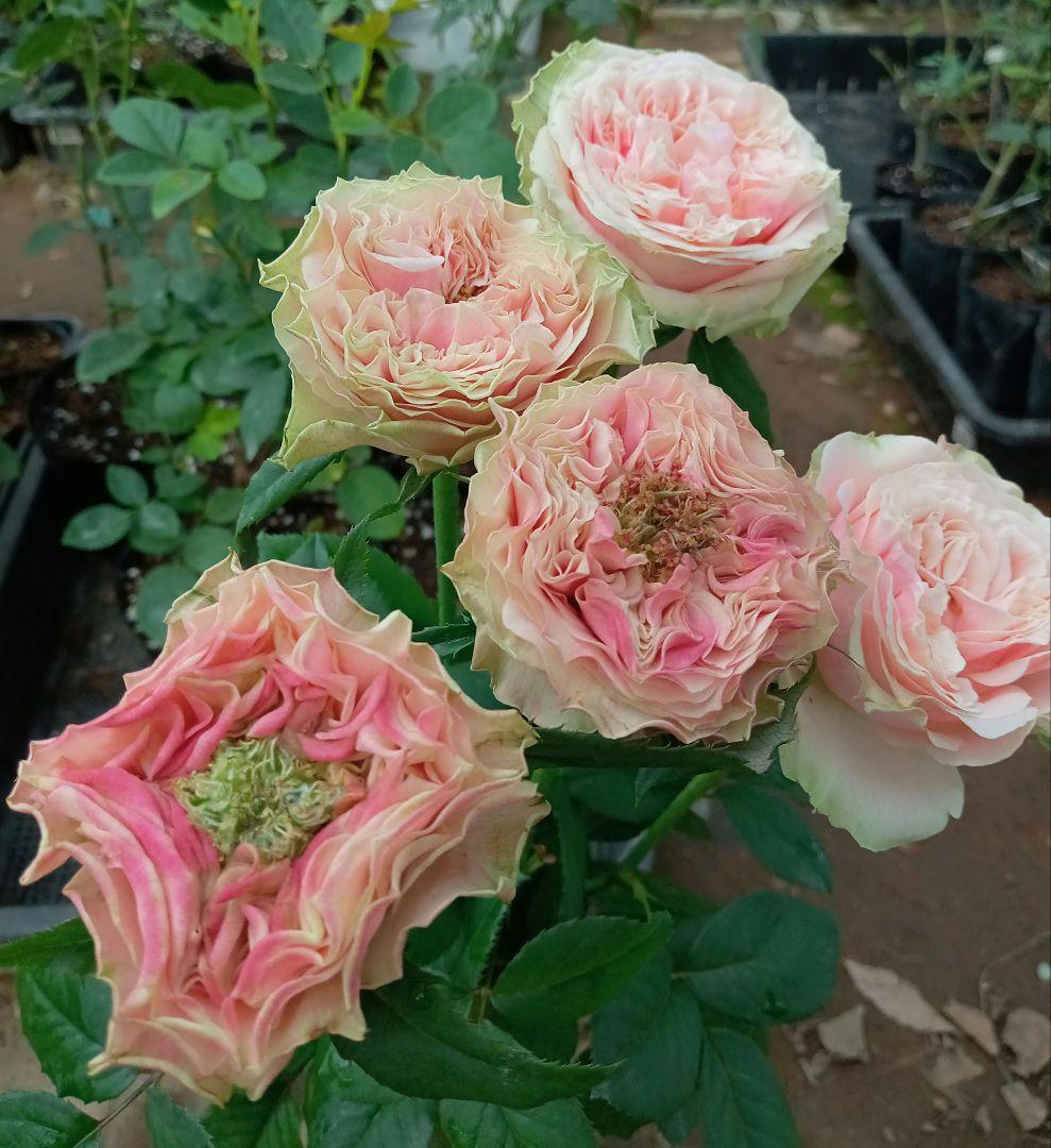 バラ苗(入手困難切り花種) 激レア種 - メルカリ