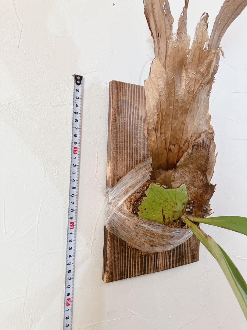 大株ビカクシダ ウィリンキーwild