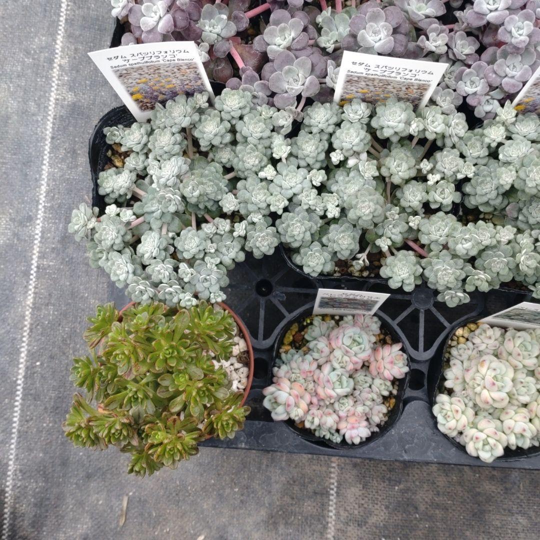 小林優花さん専用