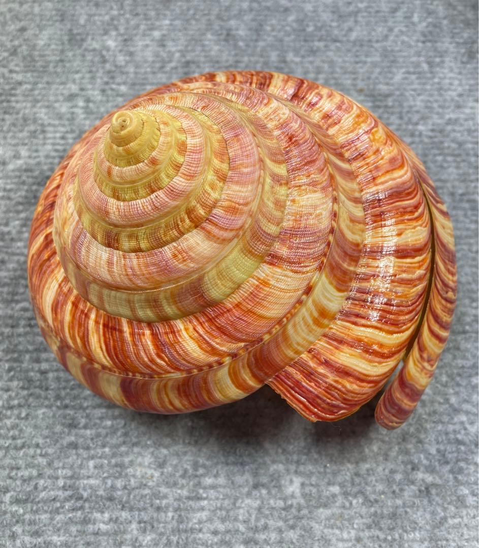 リュウグウオキナエビス　超偏平型　濃色　美品【期間限定値下げ】