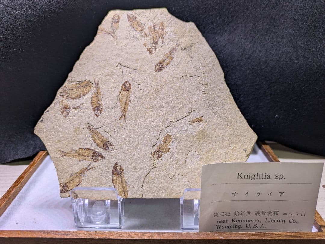 魚　化石　標本　群生標本　博物館