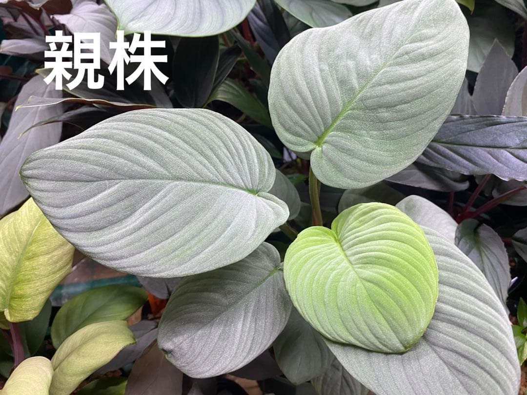 ホマロメナ/ Homalomena sp.“月輪” 【LA0318-01】 子株