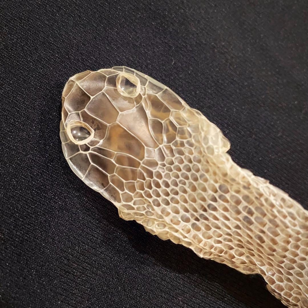 蛇の抜け殻 アオダイショウ - メルカリ