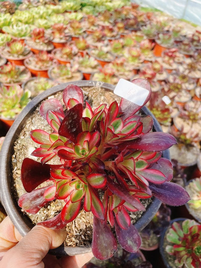 63 シャネル 小群生 アエオニウム 多肉植物 抜き苗 - メルカリ