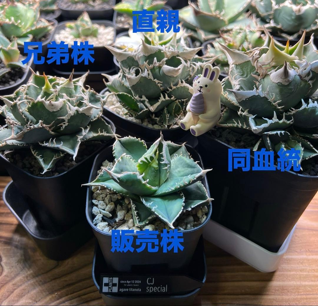 アガベ チタノタ CJ Special OC 子株2 - メルカリ