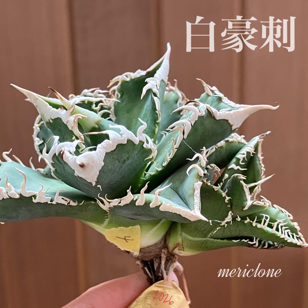 Y*i様 【初売りオークション】59 特選　子株2株付き　アガベ　チタノタ　白豪