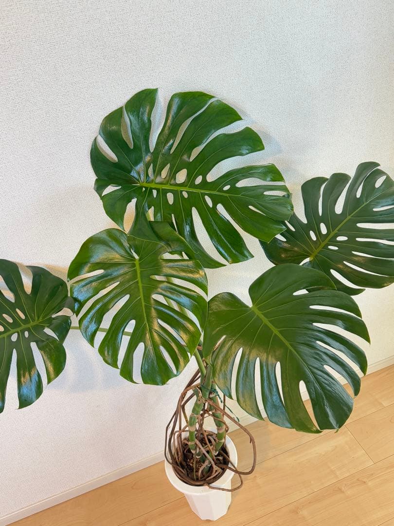 モンステラ デリシオーサ 幹上がり 根上がり 幹立ち 7寸サイズ ②
