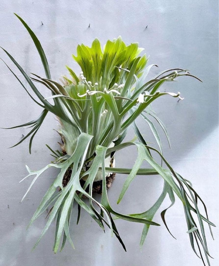 レア！ビカクシダP.hanumanハヌマーン - メルカリ