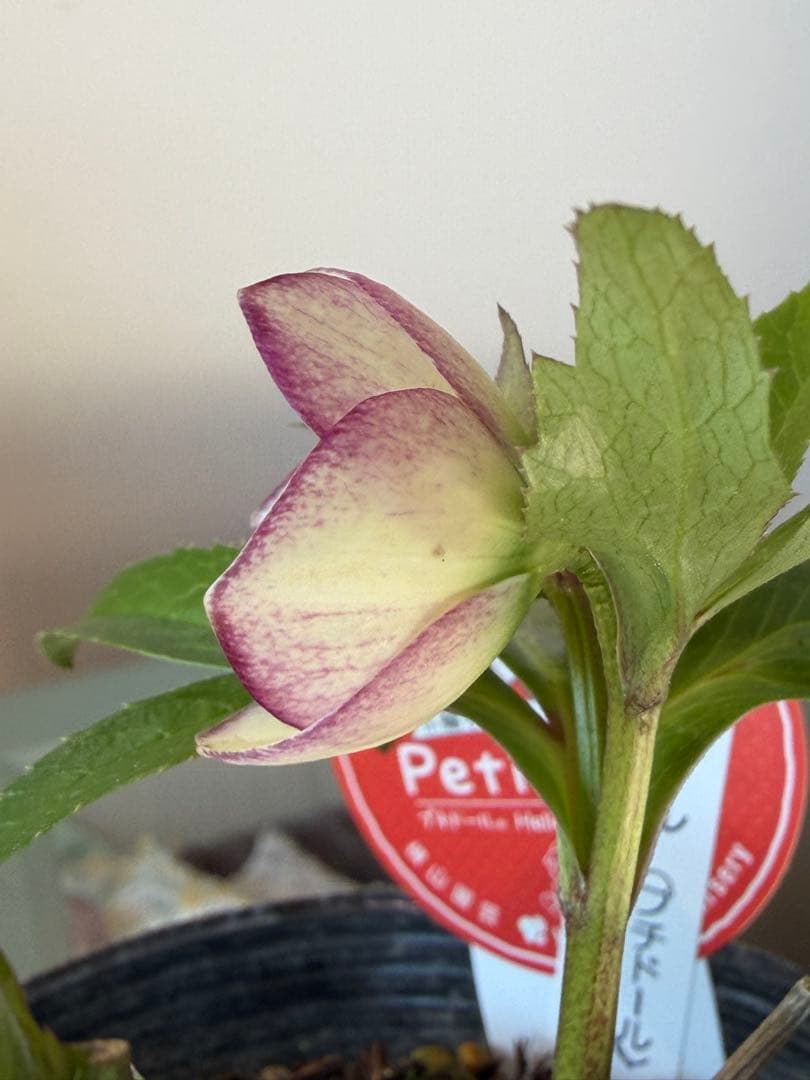 【横山園芸】クリスマスローズ ベビードール（プチドール）《1/10》ピコティ