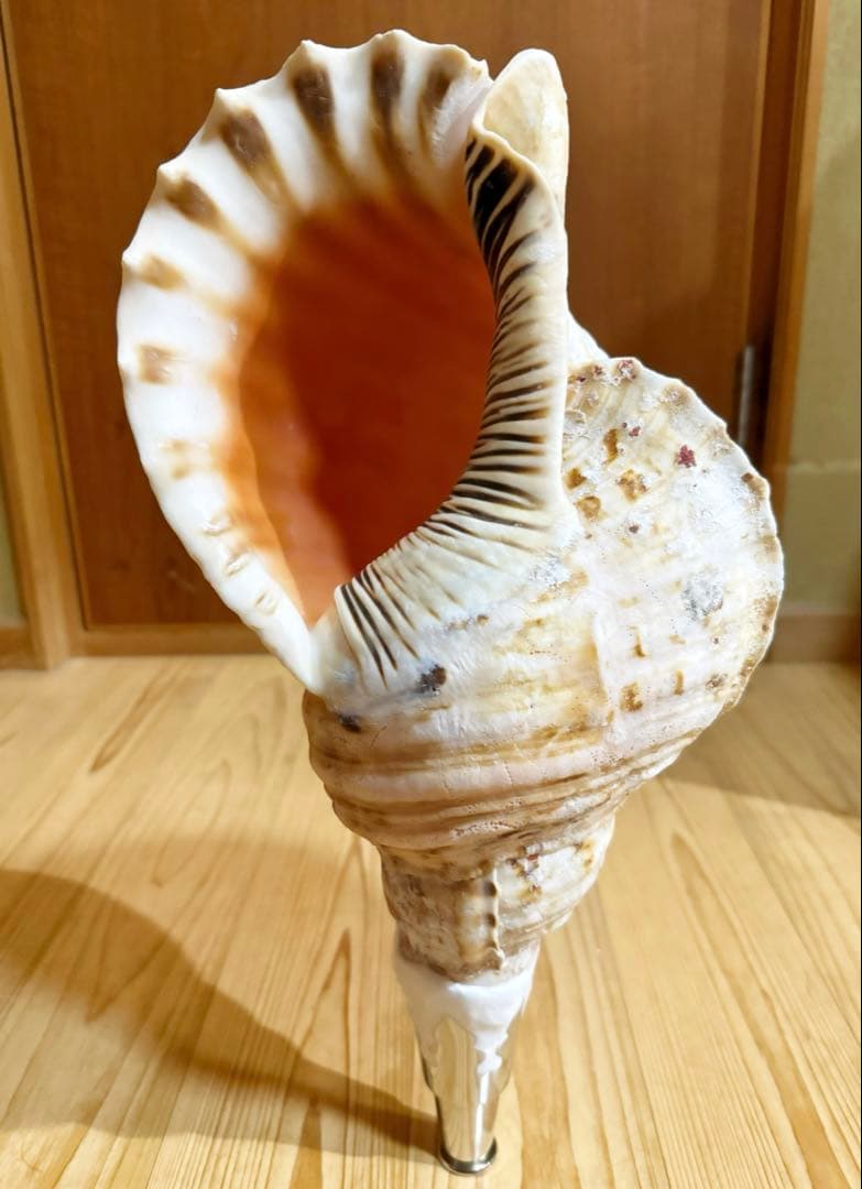 特大肉厚修験道法螺貝42.5㎝　山伏　密教　魔除け　熊よけ❣️ホラガイ　ほら貝